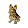 Chien Eden doré