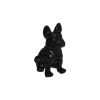 Chien EDEN noir