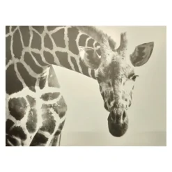 Tableau Dibond 150x100 giraffe